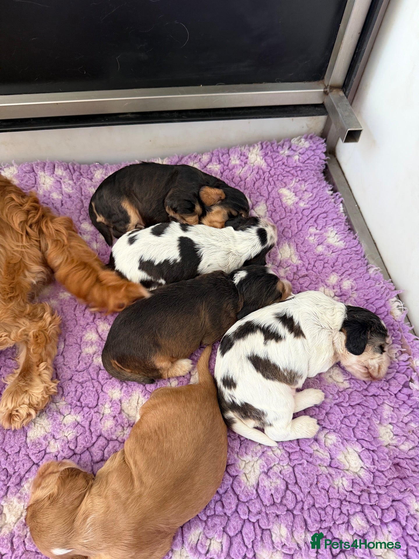 Cocker Spaniel dogs Champion Bloodlines Show Type Cocker Spaniels - Advert 2
