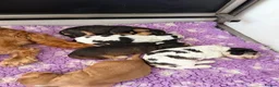 Cocker Spaniel dogs for sale: Champion Bloodlines Show Type Cocker Spaniels - Advert 2
