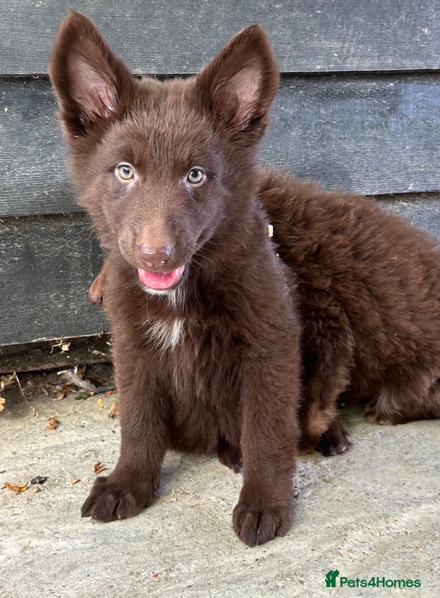 German Shepherd dogs CHOCOLATE AND TAN LONG COATED GERMAN SHEPARDS  - Advert 4