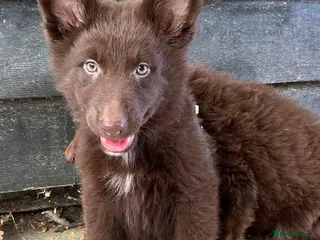 German Shepherd dogs CHOCOLATE AND TAN LONG COATED GERMAN SHEPARDS - Advert 4