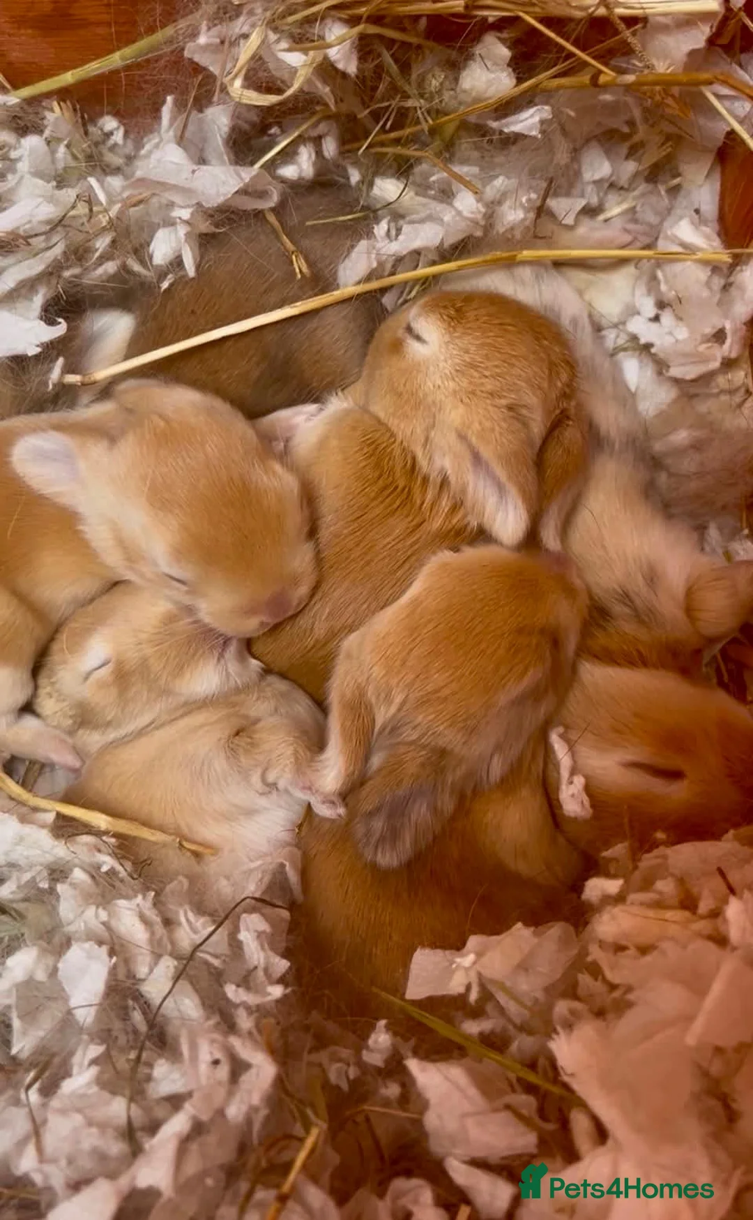 Lionhead rabbits for sale: Baby lion head rabbits  - Advert 2