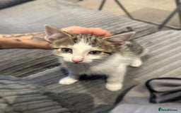 British Shorthair cats for sale: White and grey tabby boy  - Image 1