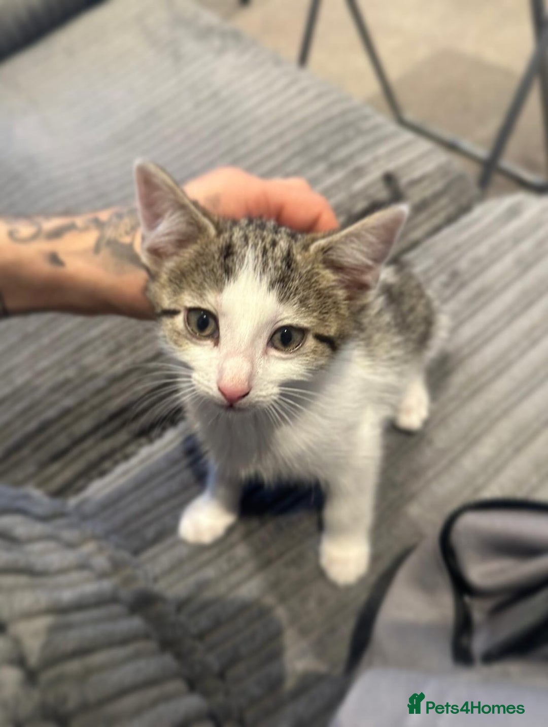British Shorthair cats for sale: White and grey tabby boy  - Image 1