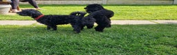 Toy Poodle dogs for stud: Toy poodle for stud - PROVEN - Fully DNA tested in Mexborough - Advert 20
