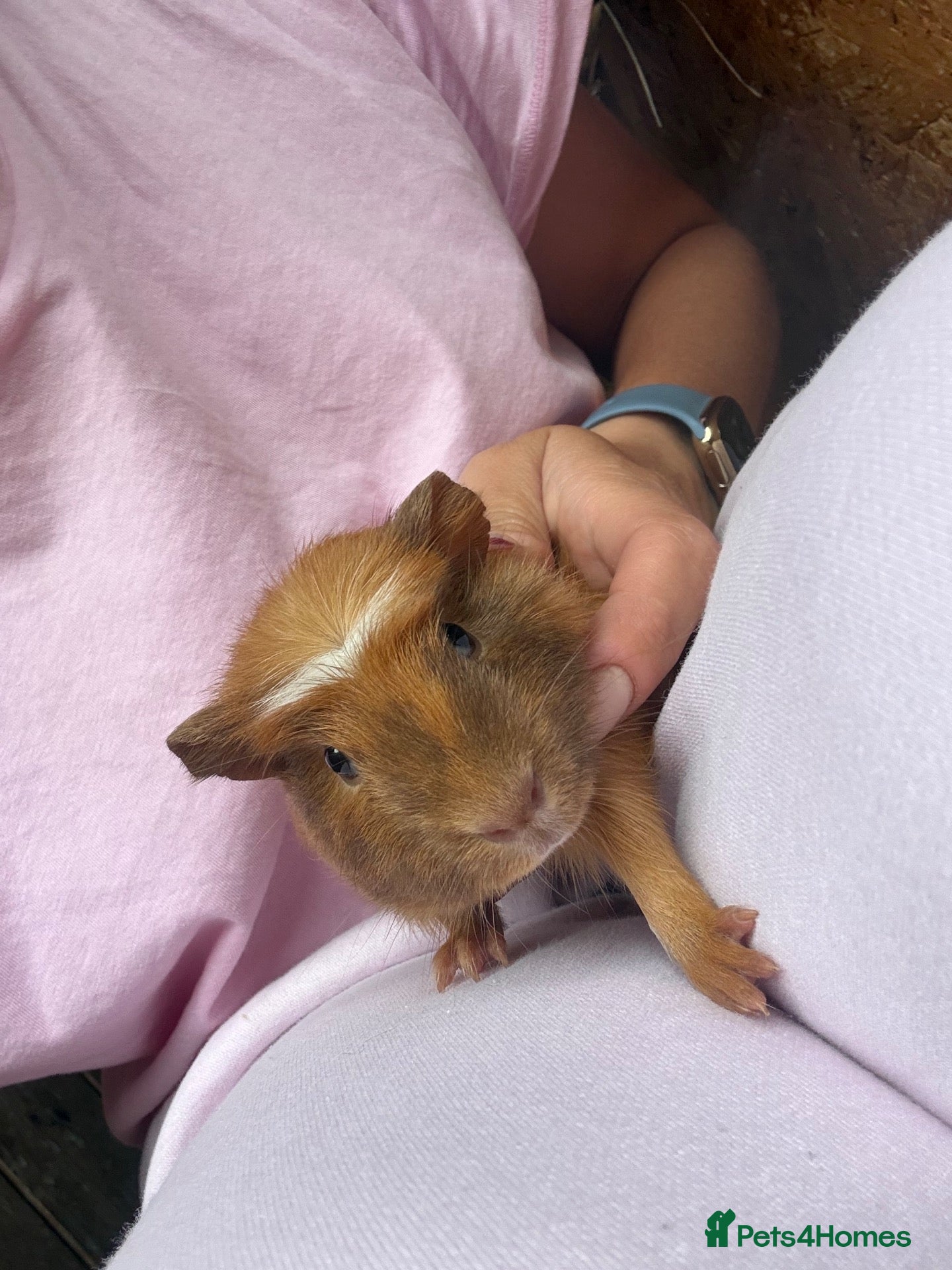 Guinea Pig rodents Really friendly bonded baby boys available  - Advert 2