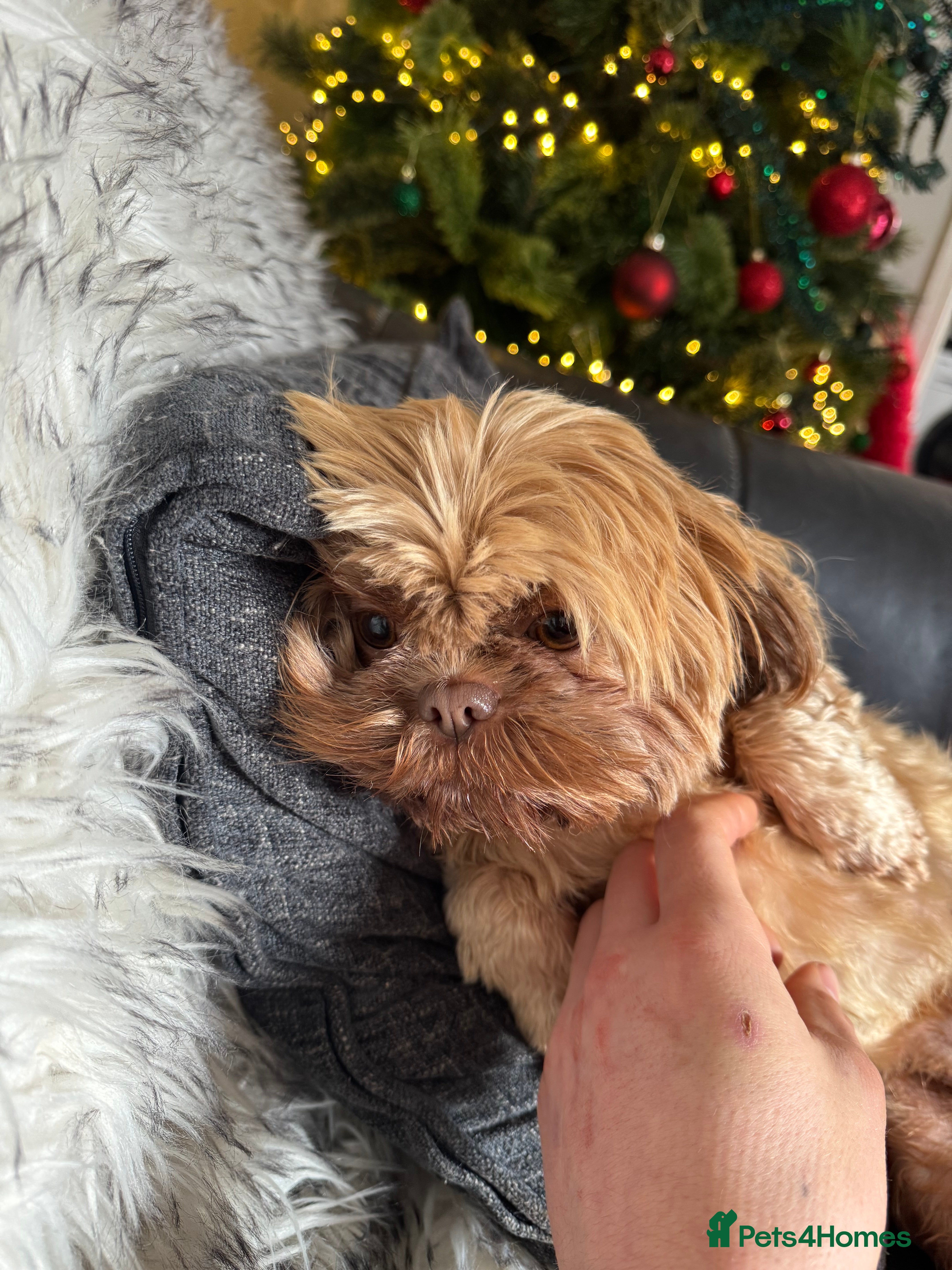 Shih Tzu dogs Tinker  - Advert 7