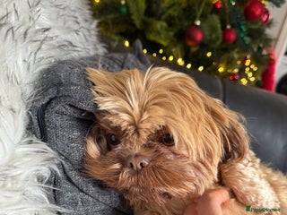 Shih Tzu dogs Tinker - Advert 1