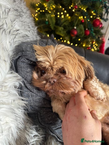 Shih Tzu dogs Tinker - Advert 1