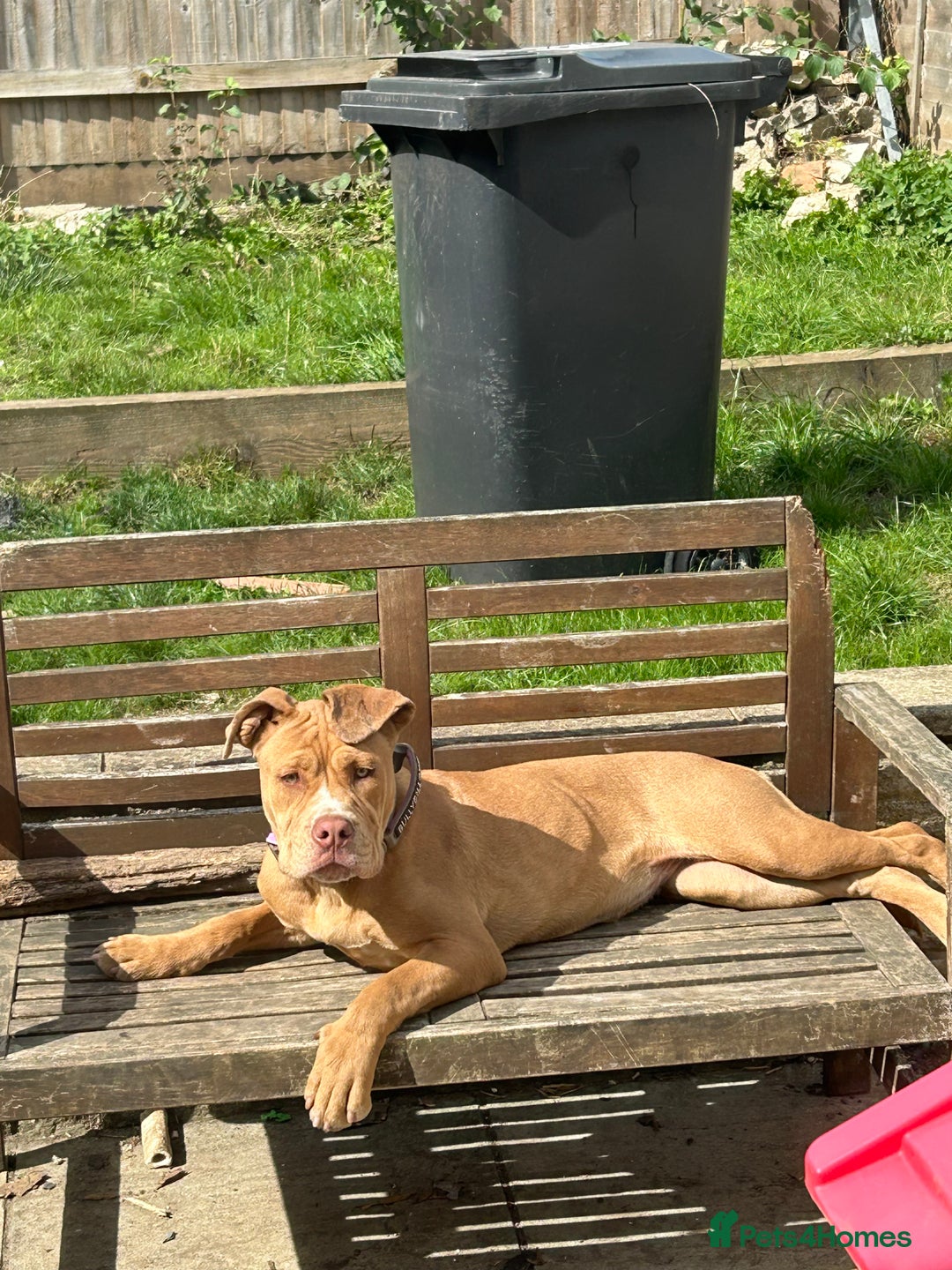 Olde English Bulldogge dogs for sale: Female old English - Image 1