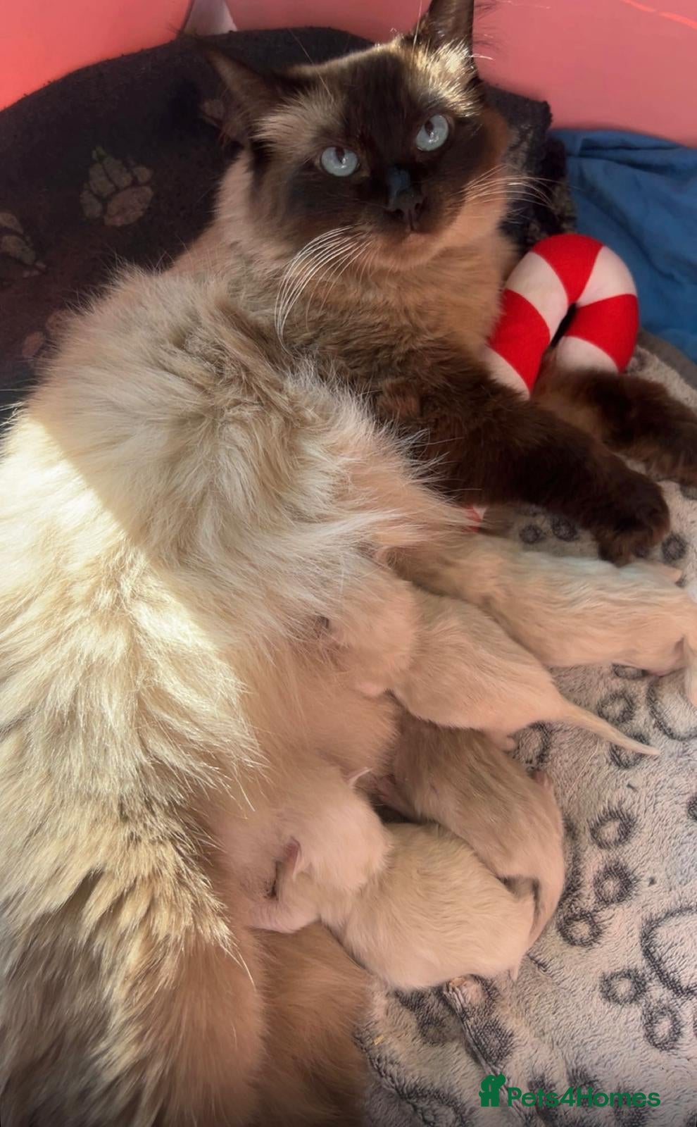 Ragdoll cats Ragdoll vilot links  - Advert 1