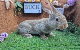 Continental Giant rabbits for sale: Pure Continental Giant Vaccinated  - Image 4