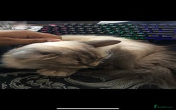 Ragdoll cats for sale: Two Ragdolls. Mom and Son. Ready for new home. - Image 3