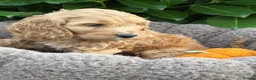 Cockapoo dogs for sale: 💗 Two females ready now 💗 - Advert 5