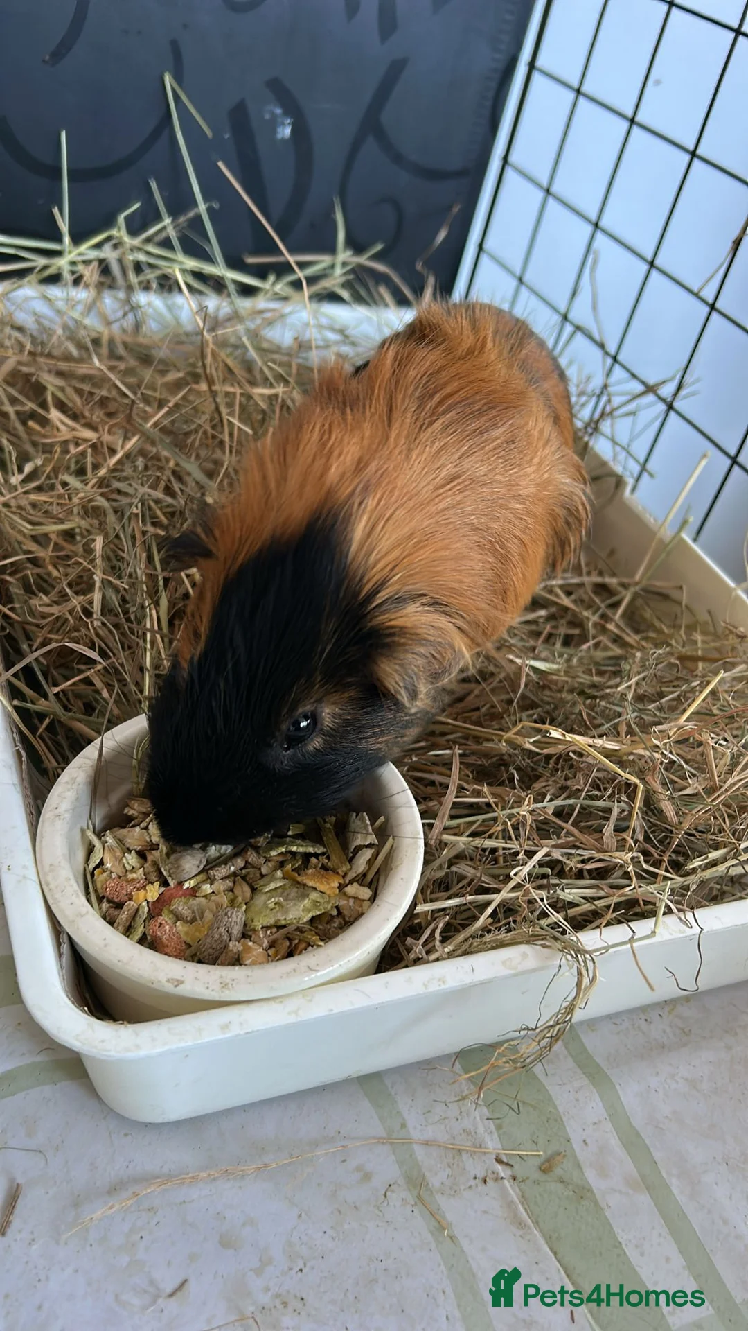 Guinea Pig rodents for sale: Cookie and Oreo   - Advert 3