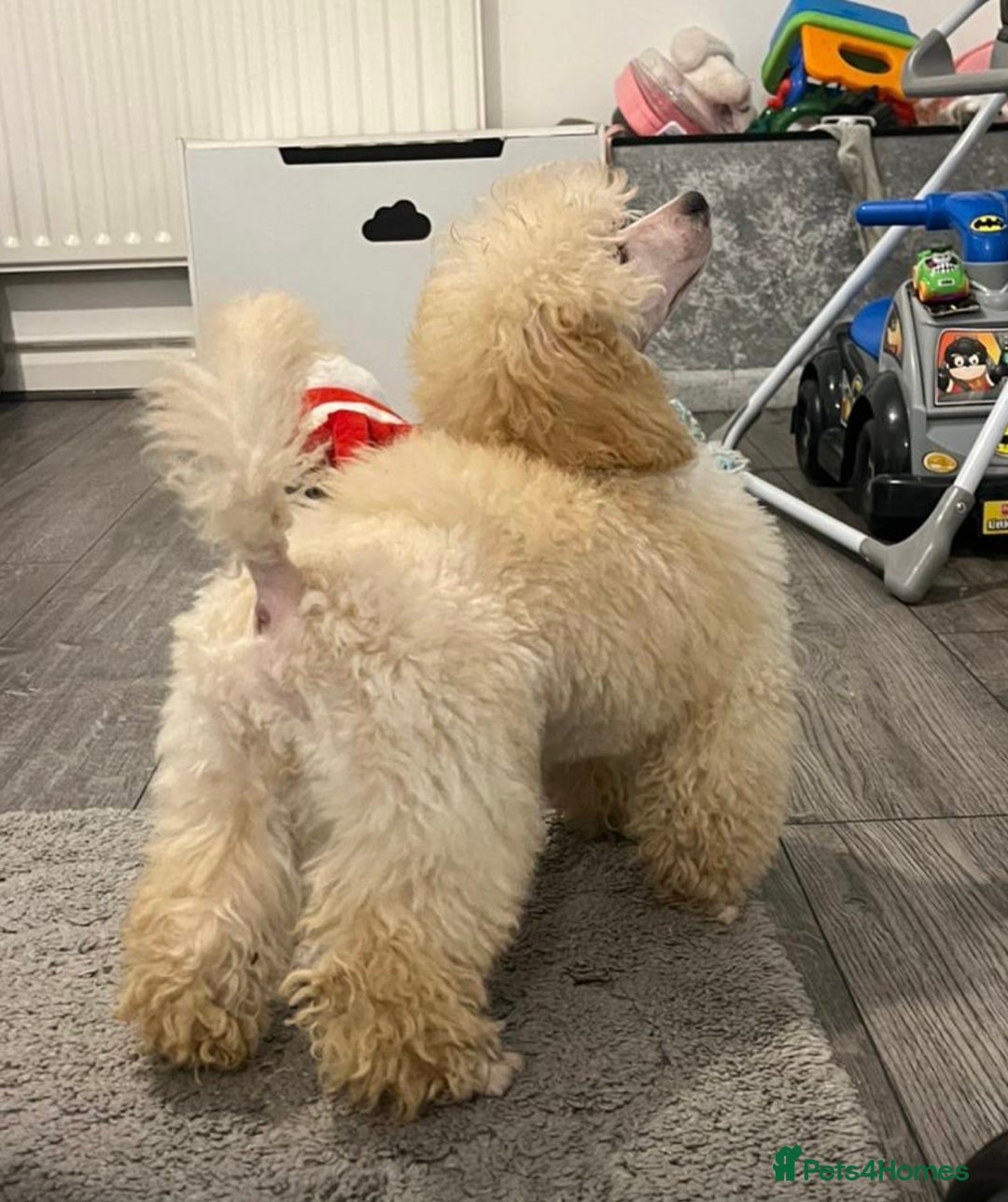 Toy Poodle dogs for sale: 3 stunning toy poodles  - Advert 3