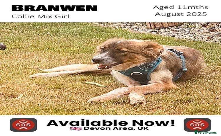 Mixed Breed dogs - Advert 2