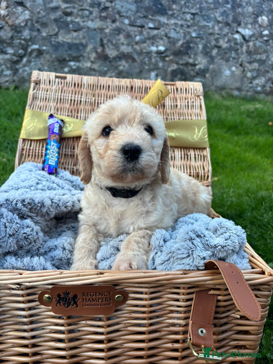 Labradoodle dogs for sale: 🐶 Adorable Labradoodle Puppies for Sale! 🐶 - Image 8