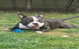 American Bully dogs for stud: American bully pocket - Image 4