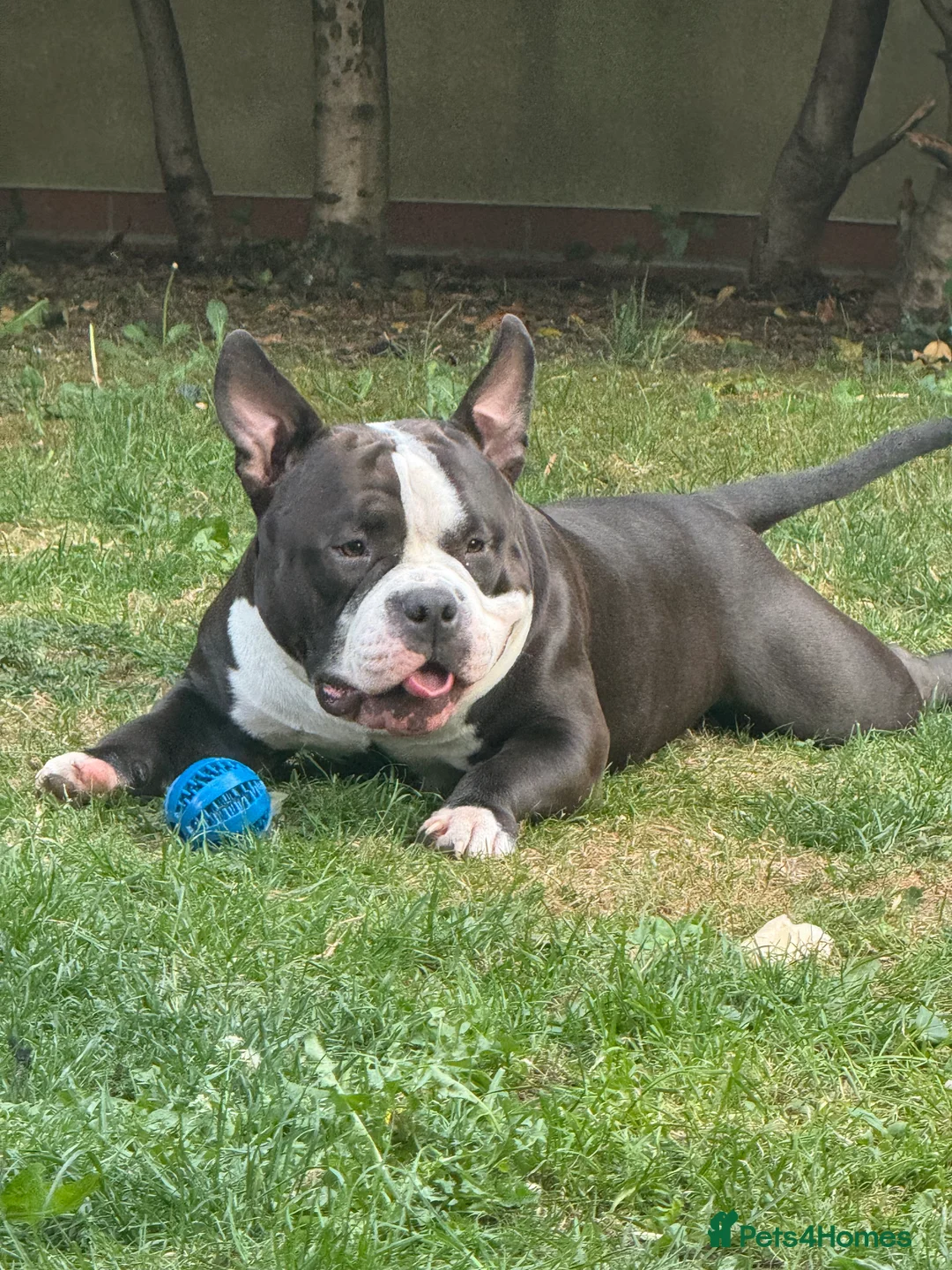 American Bully dogs for stud: American bully pocket - Advert 4