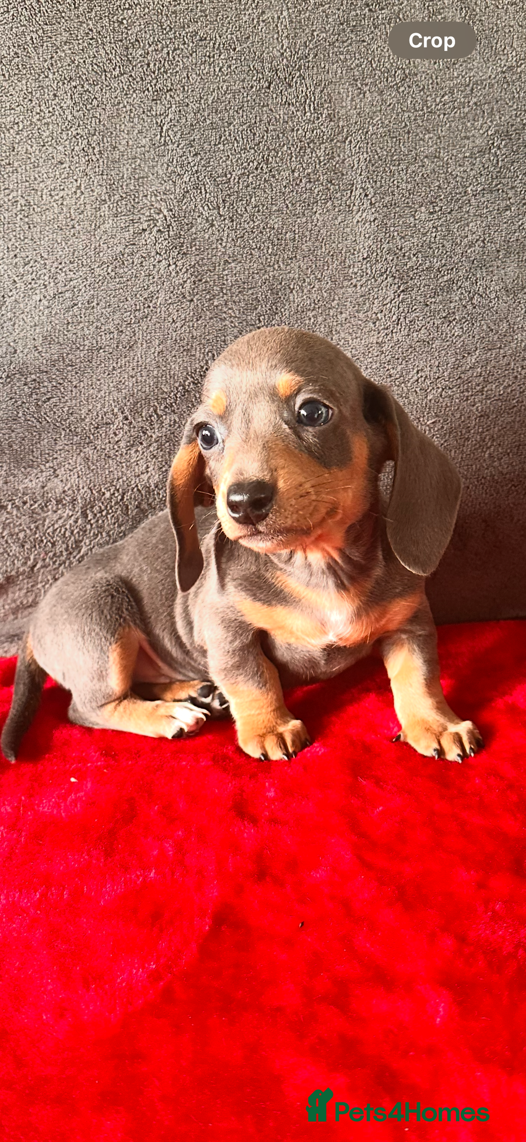 Miniature Dachshund dogs for sale: Beautiful miniature dachshund  - Image 14