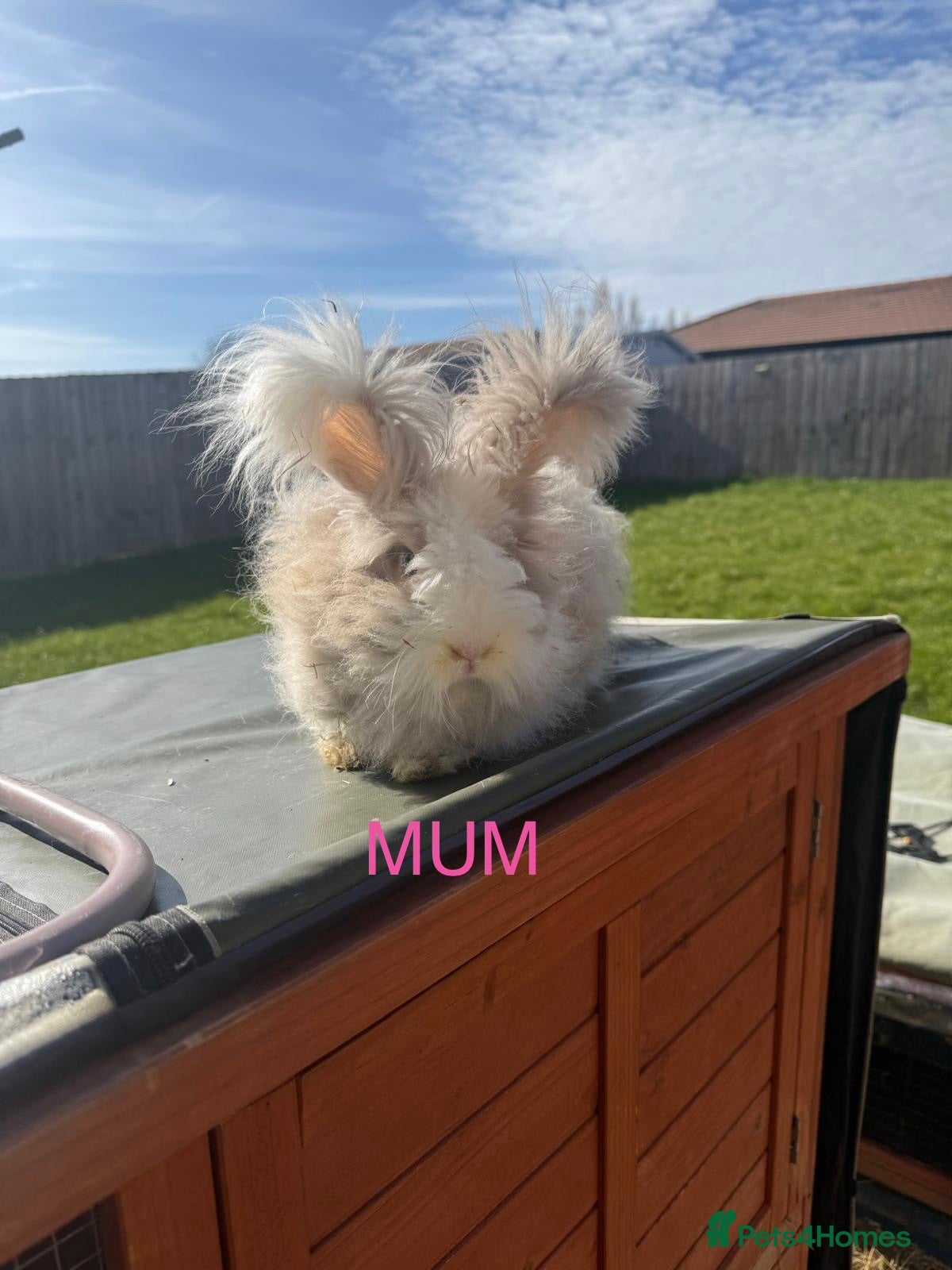 Mixed Breed rabbits Pure-bred English Angora - Advert 1
