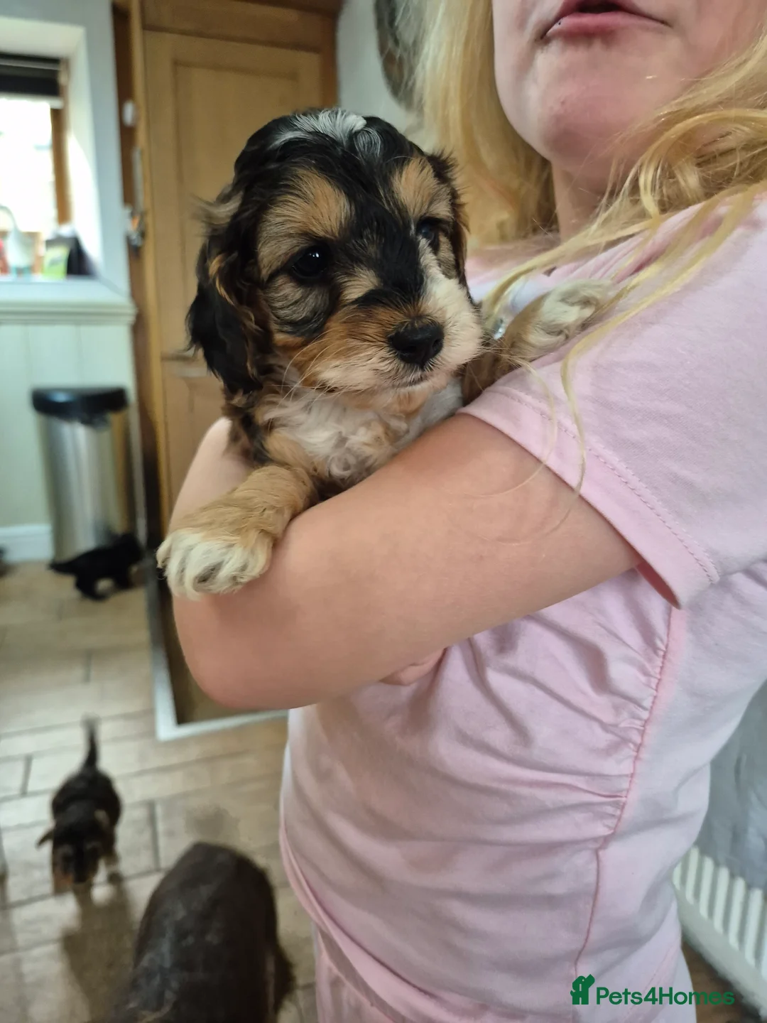 Cockapoo dogs for sale: Beautiful health tested F1 cockapoos - Advert 8