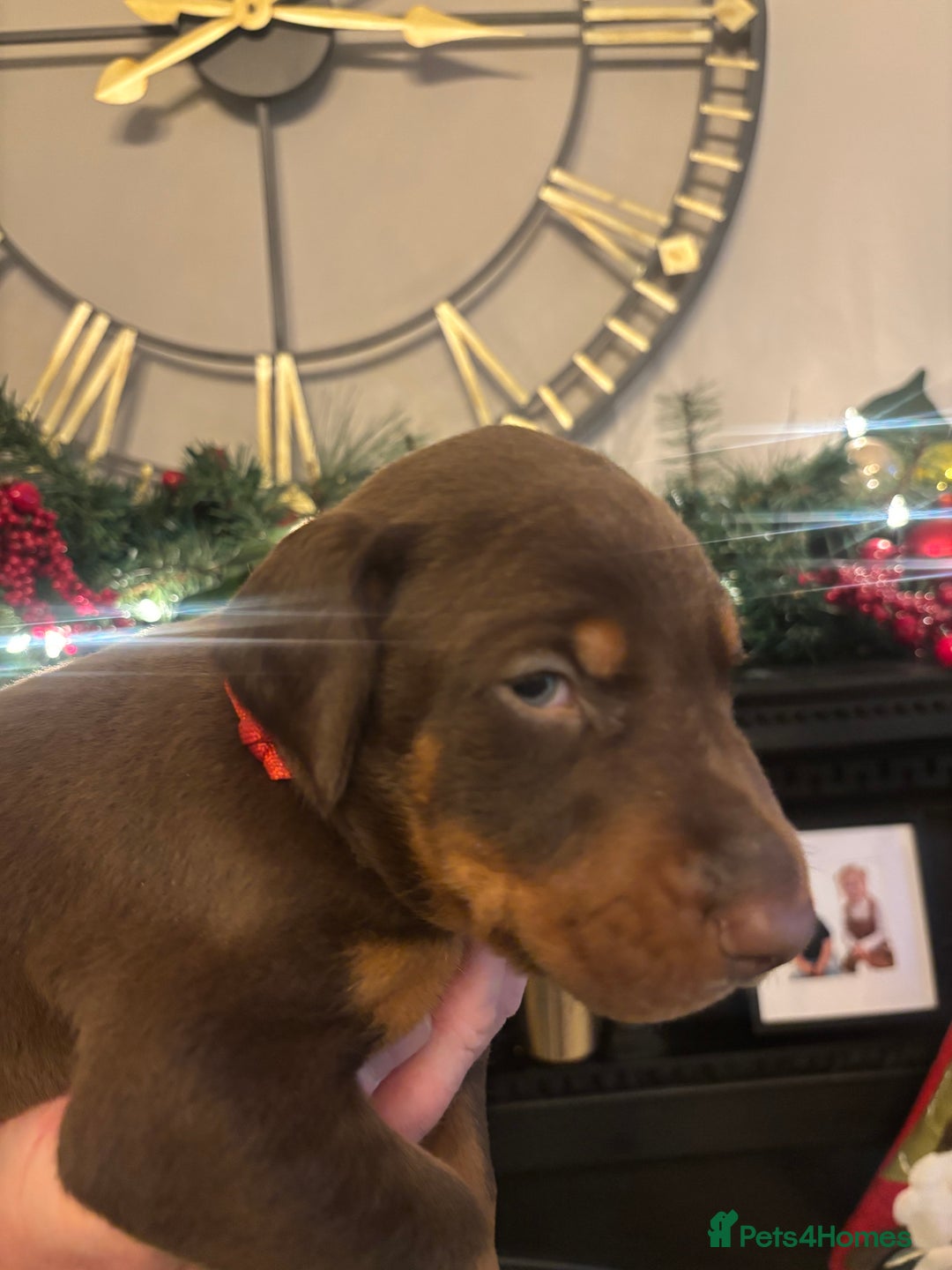 Dobermann dogs for sale: Beautiful chunky Dobermans - Advert 20