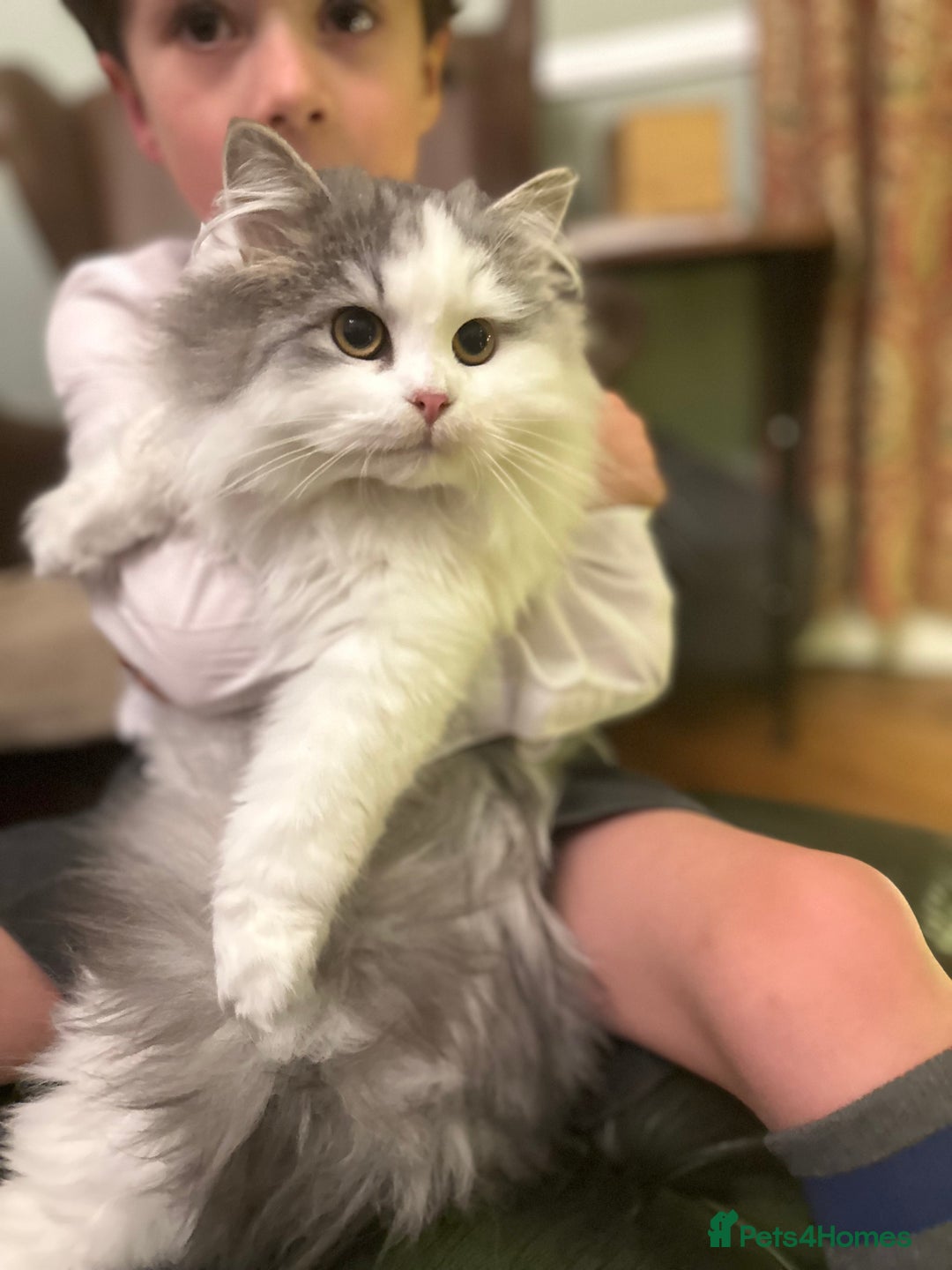 Siberian cats for sale: Pedigree Siberian boy kitten hypoallergenic ready - Advert 4