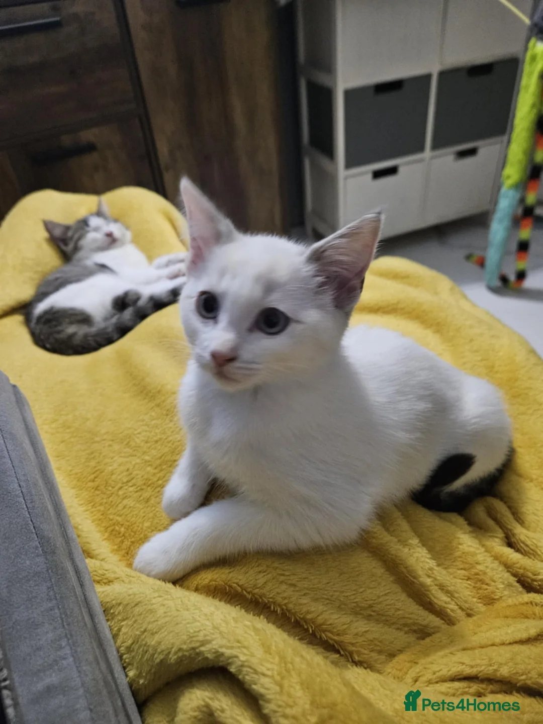 Ragdoll cats for sale: 5 Ragdoll kittens  - Advert 3