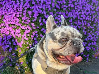 French Bulldog dogs Stunning blue merle 2year old stud - PROVEN in Lichfield - Advert 22