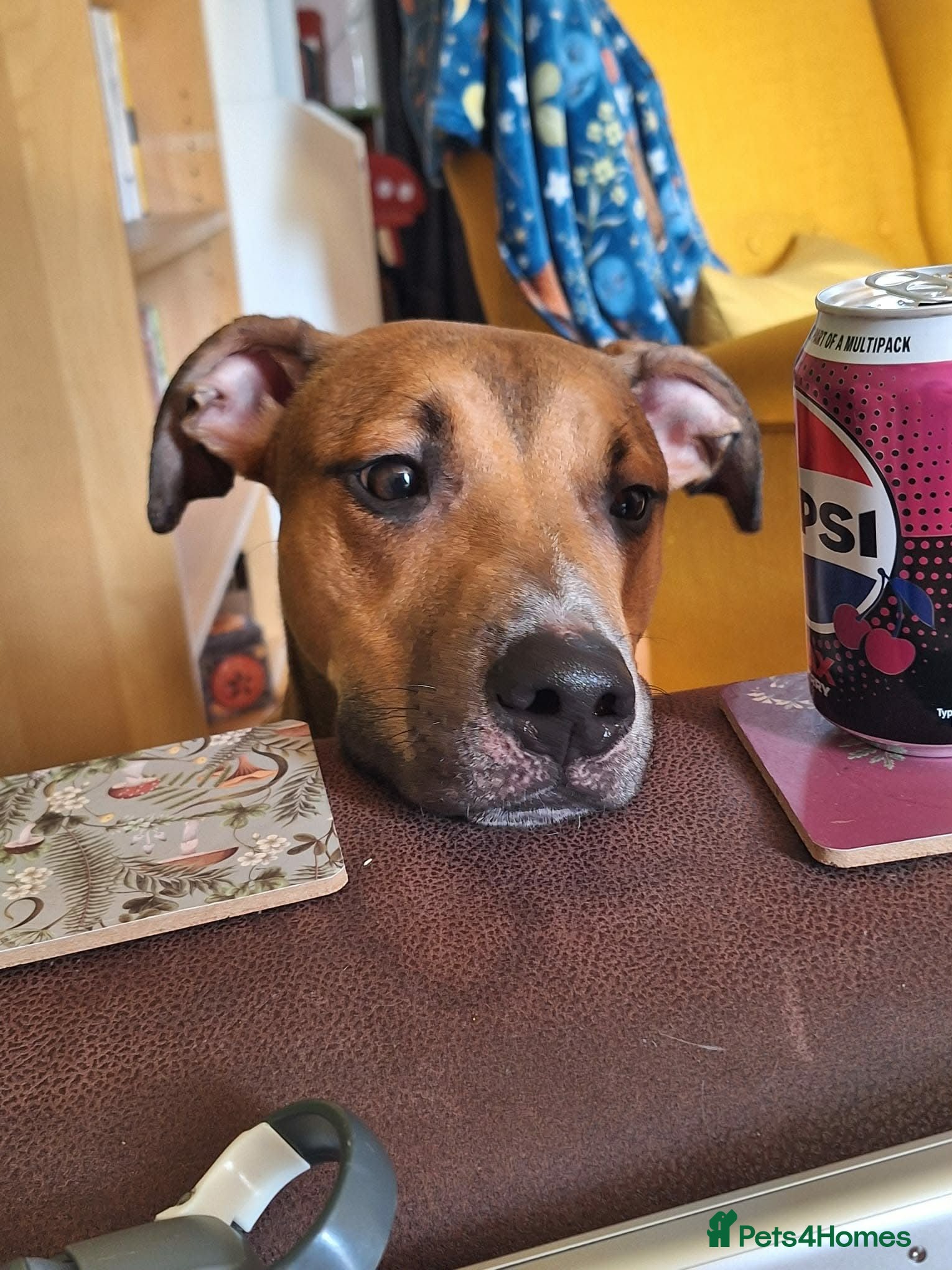 Mixed Breed dogs Greyhound/Lurcher Cross URGENT REHOMING - Advert 3