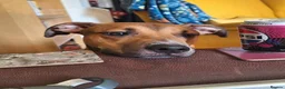 Mixed Breed dogs for sale: Greyhound/Lurcher Cross URGENT REHOMING in Manchester - Advert 1