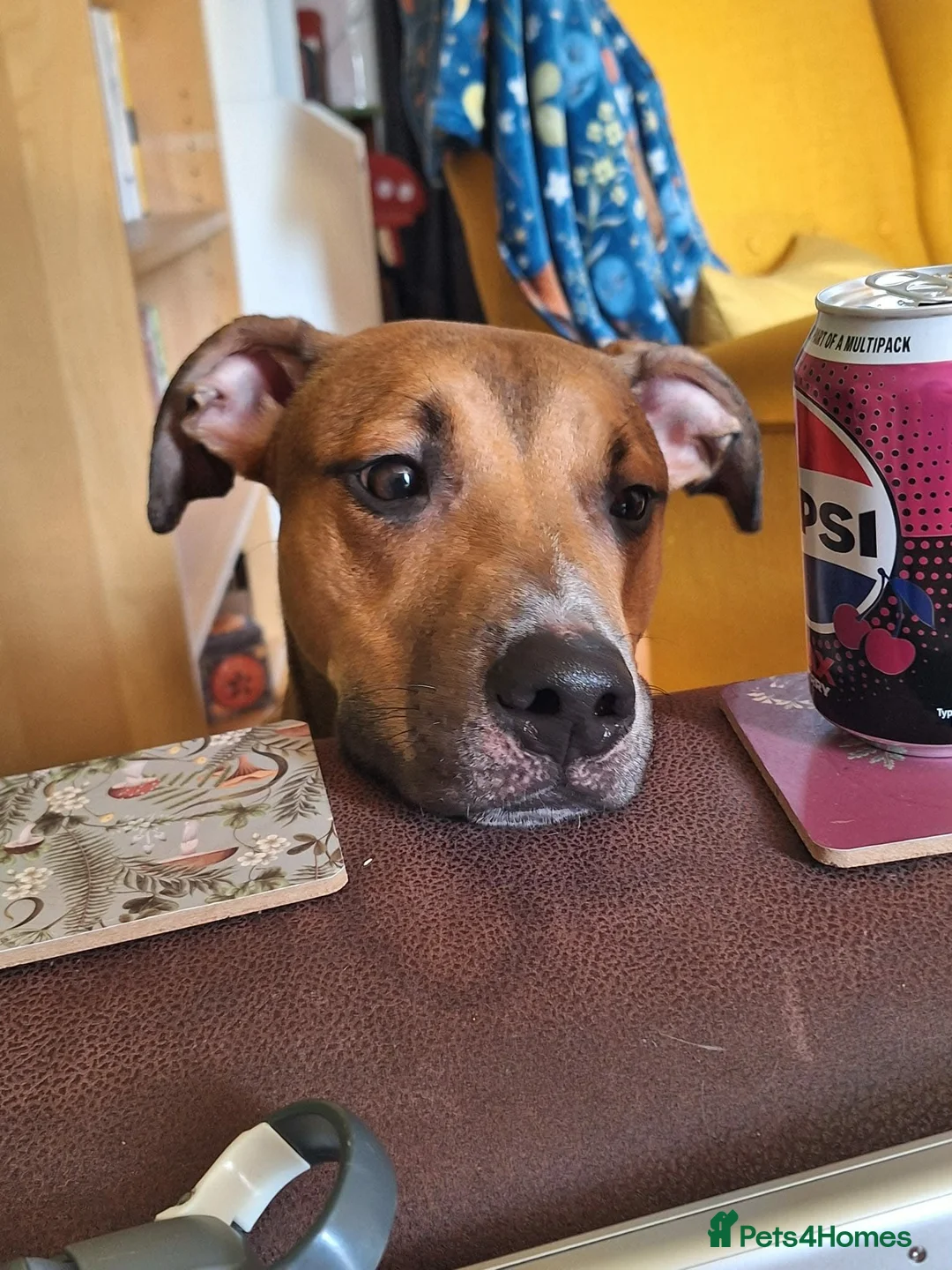 Mixed Breed dogs for sale: Greyhound/Lurcher Cross URGENT REHOMING in Manchester - Advert 1