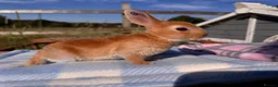 Rex rabbits for sale: Baby Pedigree mini Rex - vaccinated  - Advert 1