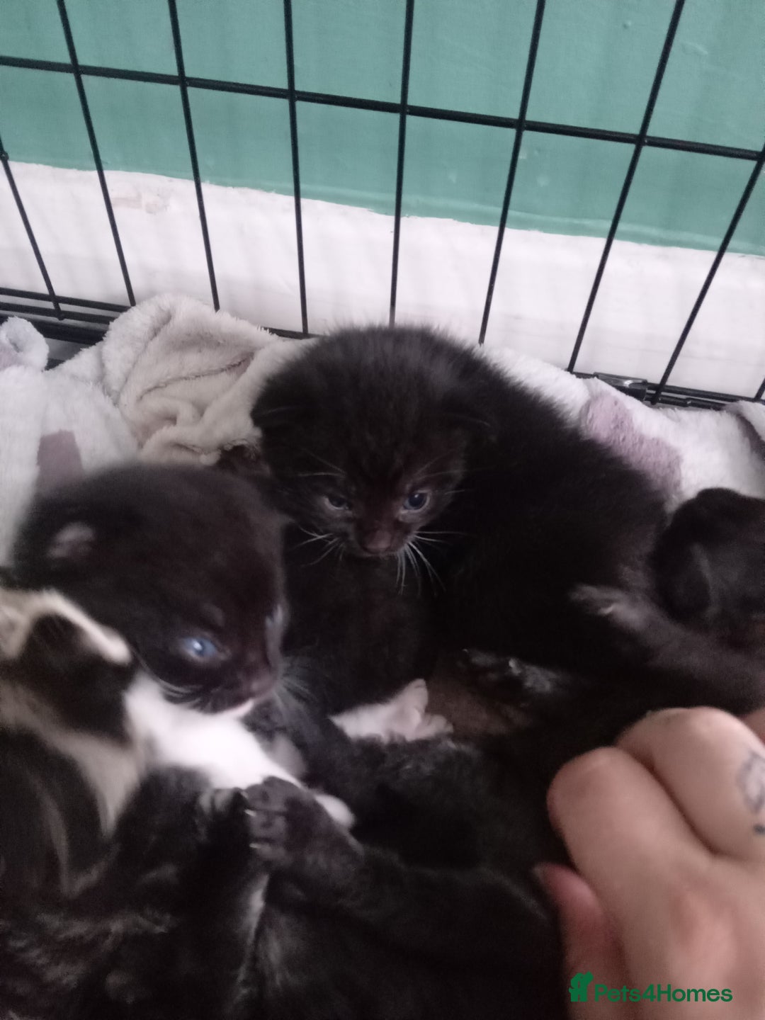 Mixed Breed cats for sale: 4 kittens available  - Image 2