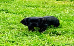 Cocker Spaniel dogs for sale:  (LAST 1) 2beautiful cocker spaniels left out of 7 - Image 8