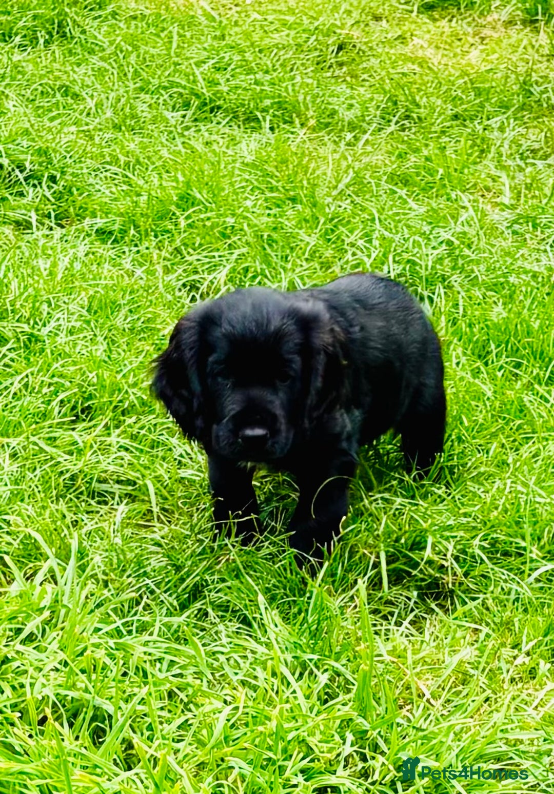 Cocker Spaniel dogs for sale:  (LAST 1) 2beautiful cocker spaniels left out of 7 - Image 8
