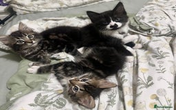 Mixed Breed cats for sale: 3 Male kittens for sale  - Image 12