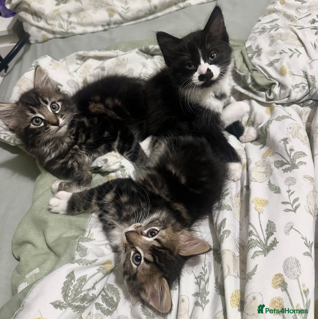 Mixed Breed cats for sale: 3 Male kittens for sale  - Image 12