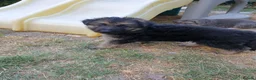 German Shepherd dogs for sale: German Shepherd puppies all colours ready end Aug - Advert 14