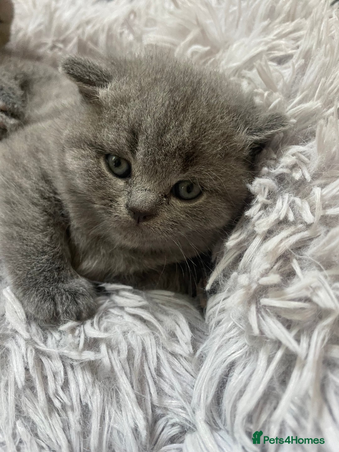 British Shorthair cats for sale: Beautiful, chunky, British shorthair kittens  - Advert 10