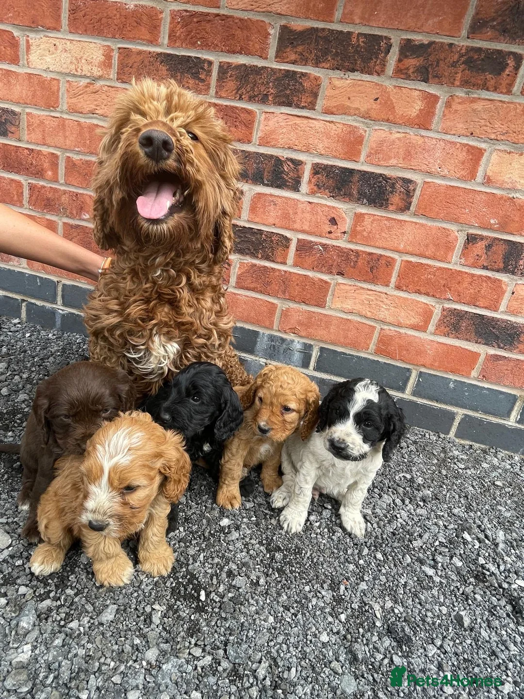 Cockapoo dogs for sale: cockapoo puppies - Advert 1