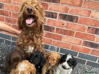 Cockapoo dogs cockapoo puppies - Advert 17