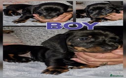 Dachshund dogs for sale: Miniature dachshunds  in Wednesbury - Image 3