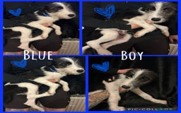 Mixed Breed dogs for sale: Lurcher cross collie  - Image 2