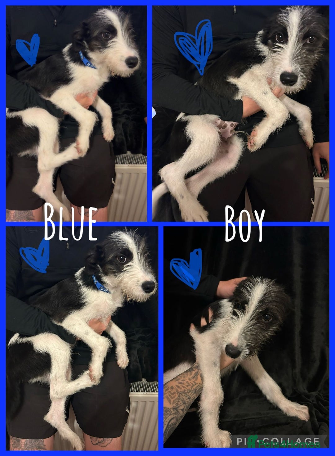 Mixed Breed dogs for sale: Lurcher cross collie  - Image 2