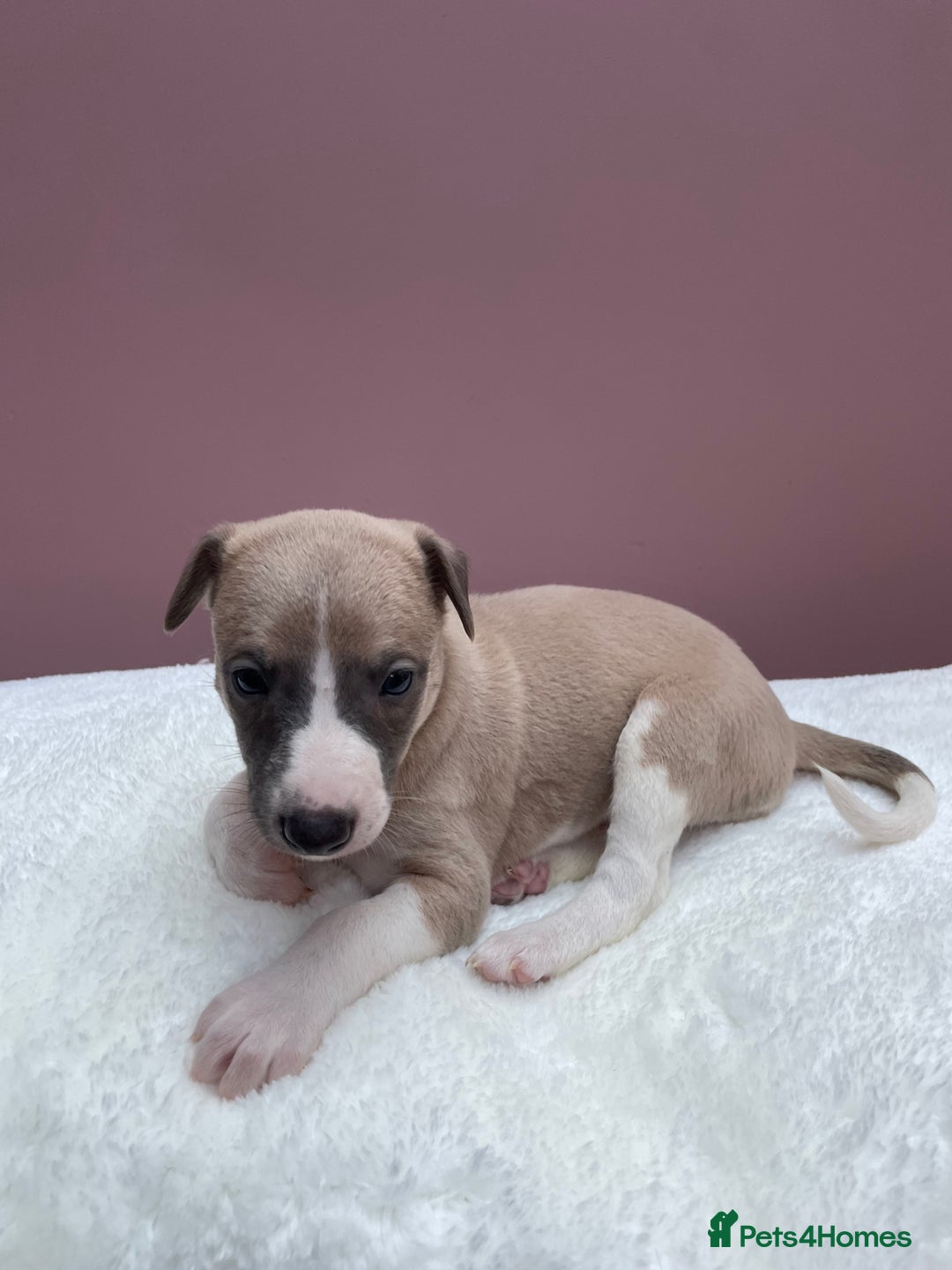 Whippet dogs for sale: 1 Gorgeous KC Reg Whippet Puppy  - Advert 20