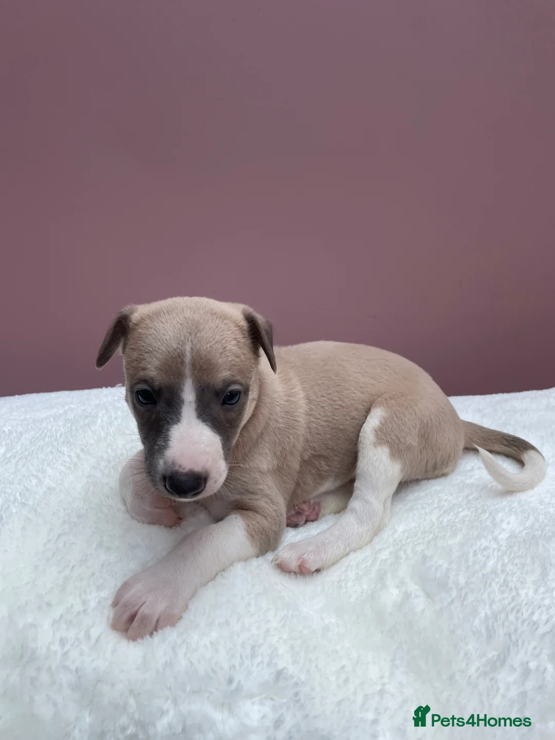 Whippet dogs for sale: 1 Gorgeous KC Reg Whippet Puppy - now reserved - Advert 20