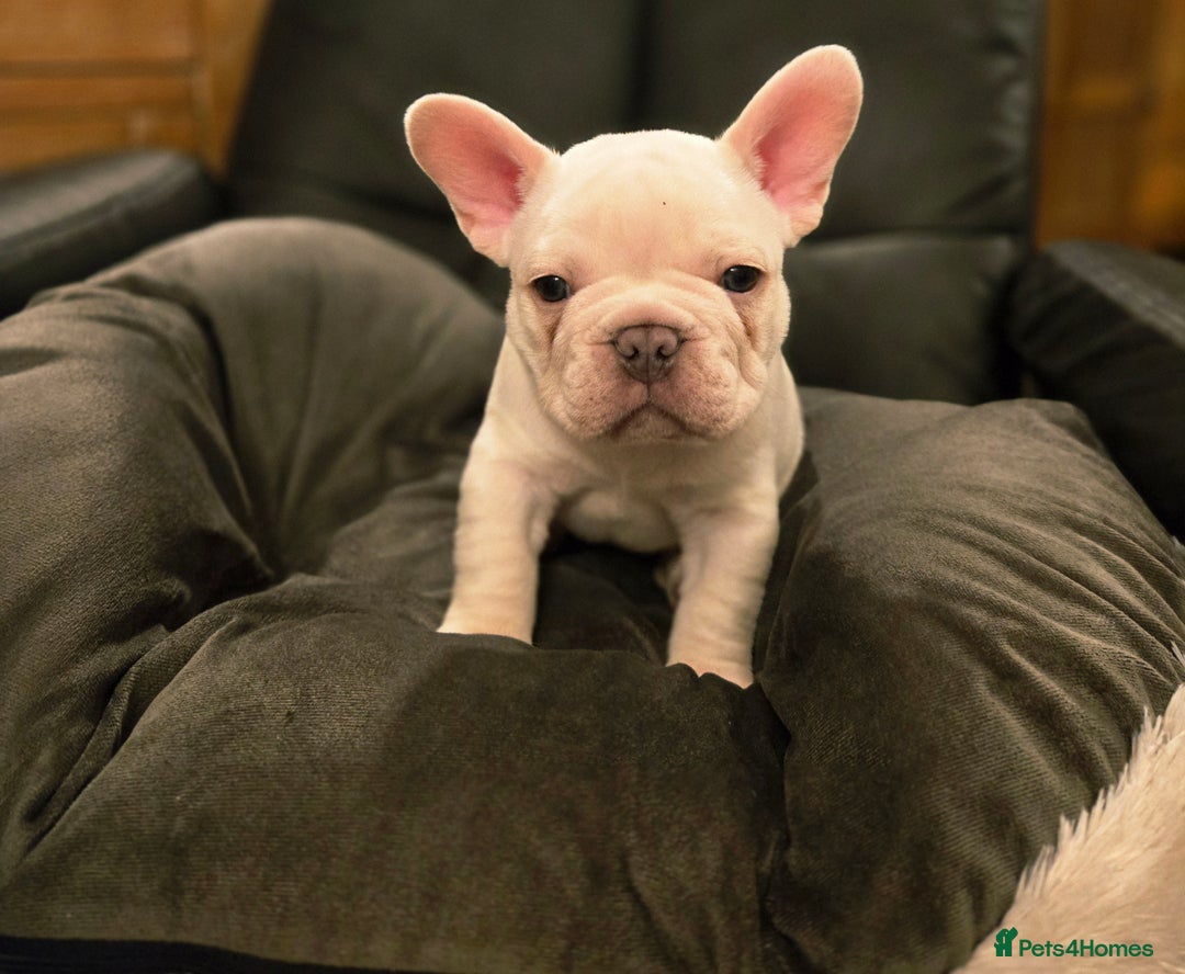 French Bulldog dogs for sale: Beautiful French Bulldog Puppies for sale - Advert 4