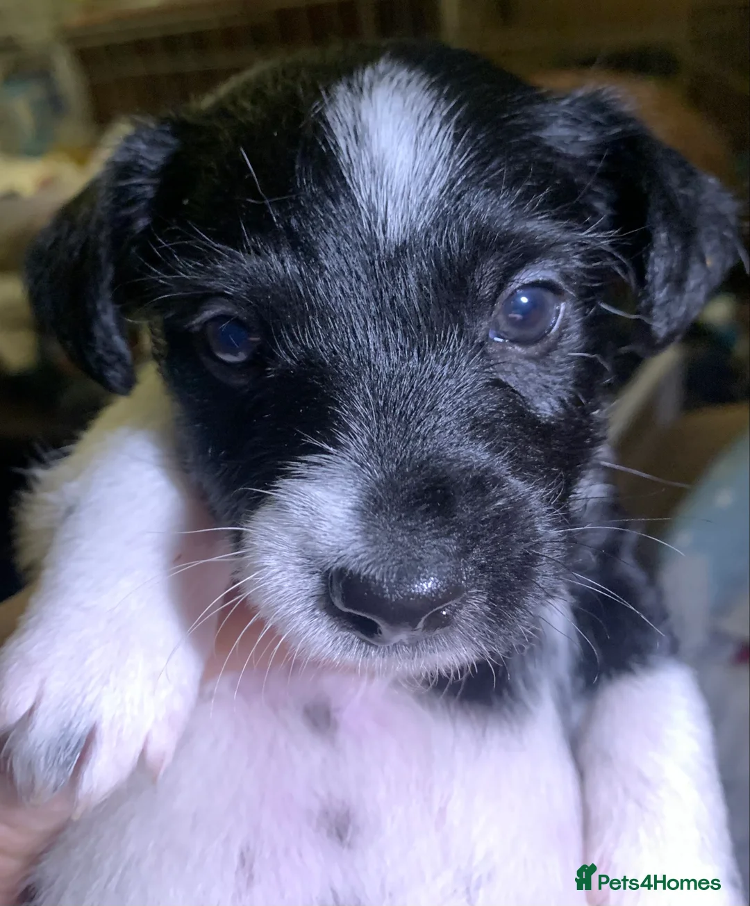 Jack Russell dogs for sale: Beautiful puppies - Advert 4